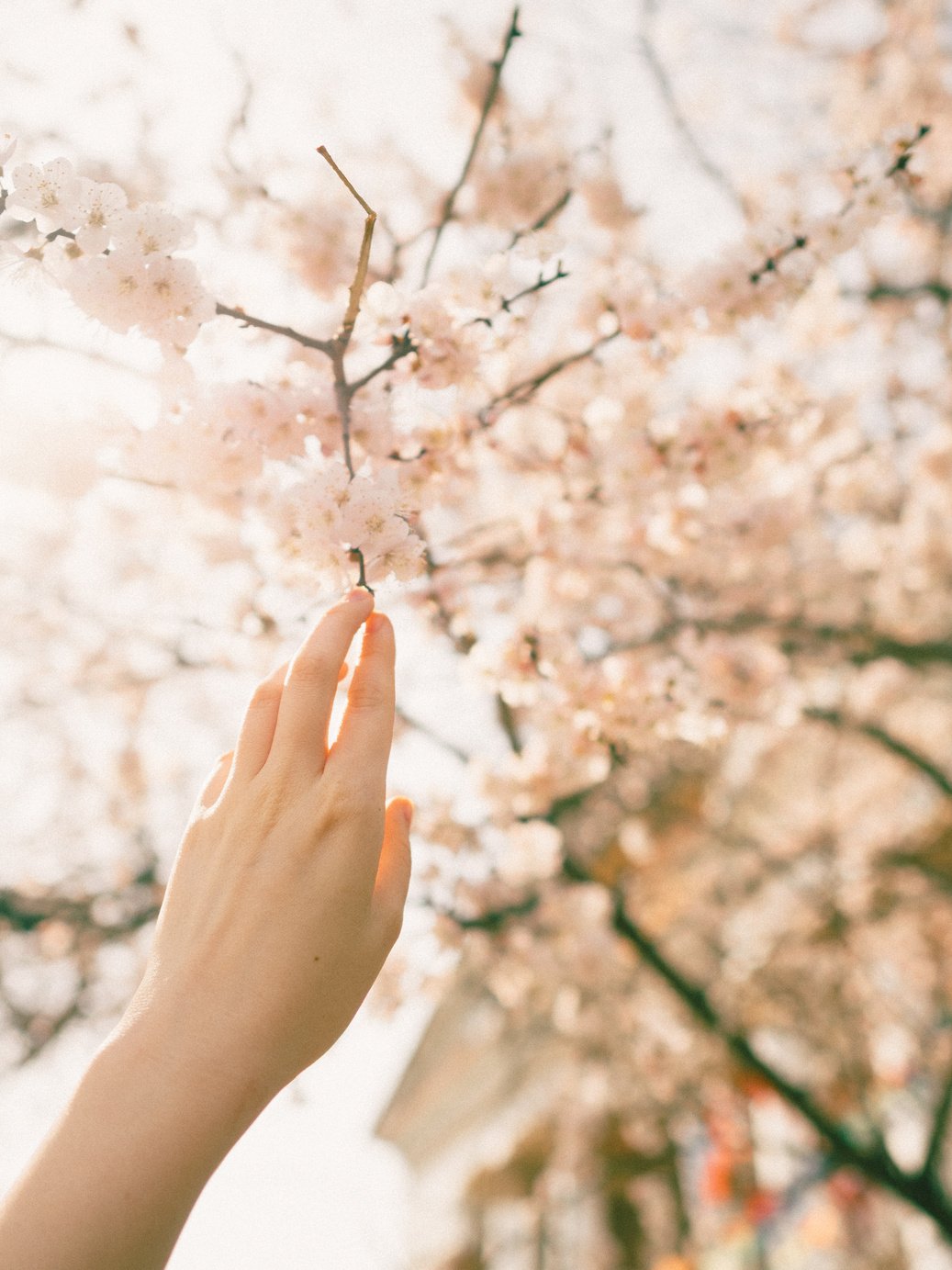 Hand Touching White Small Flowers